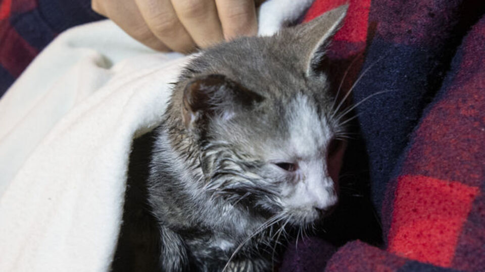 Kedi, kız kardeşleri faciadan kurtardı