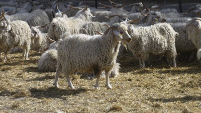 Yetiştiricilere ilave 20 lira destek