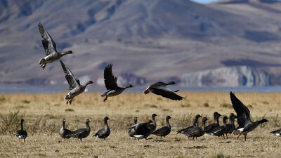 Kuş cenneti yaban kazlarıyla şenlendi