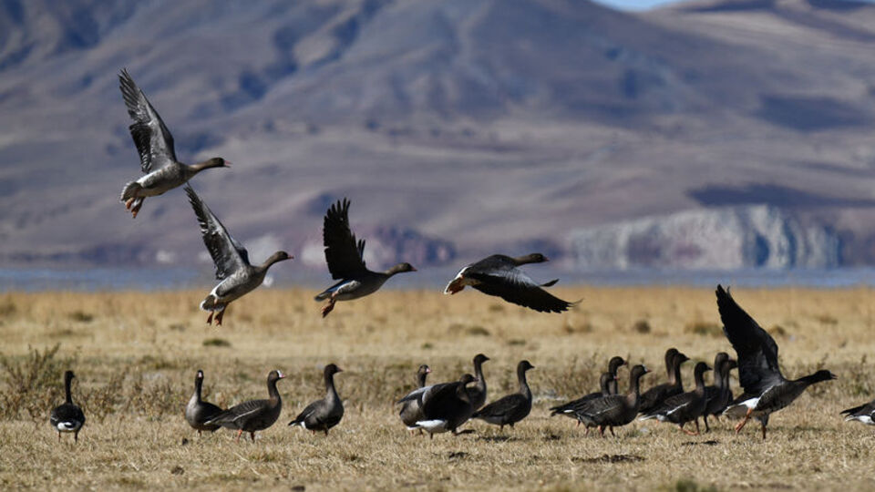 Kuş cenneti yaban kazlarıyla şenlendi