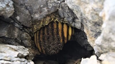 Binbir güçlükle kayaların arasından çıkarılıyor