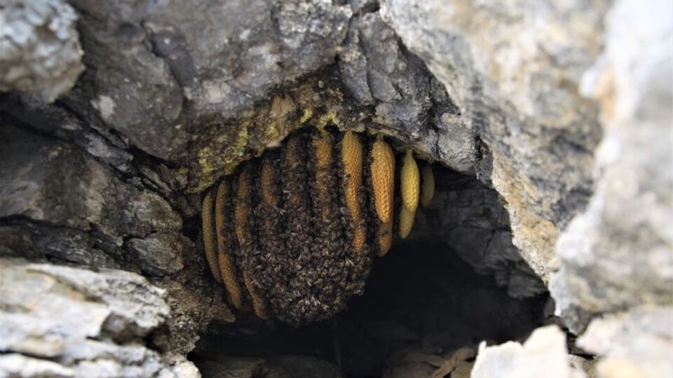 Binbir güçlükle kayaların arasından çıkarılıyor