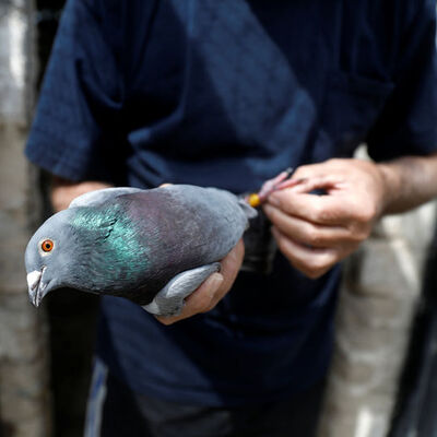 Tarlada gezerken buldular... 110 yıllık!