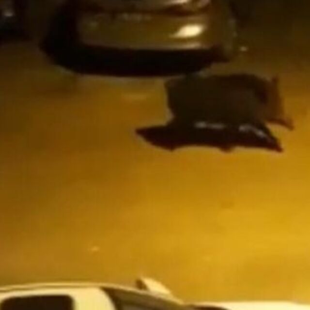 Aç kalan yaban domuzu kent merkezinde