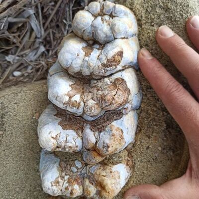 Çanakkale sahillerinde bulundu... 9 milyon yıllık!