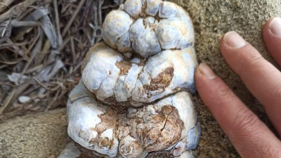 Çanakkale sahillerinde bulundu... 9 milyon yıllık!