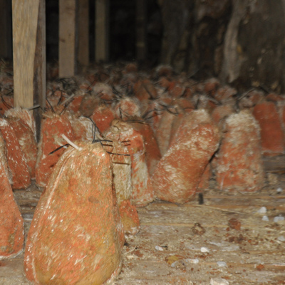 Fransızların 'rokfor'una Karaman'dan rakip çıktı