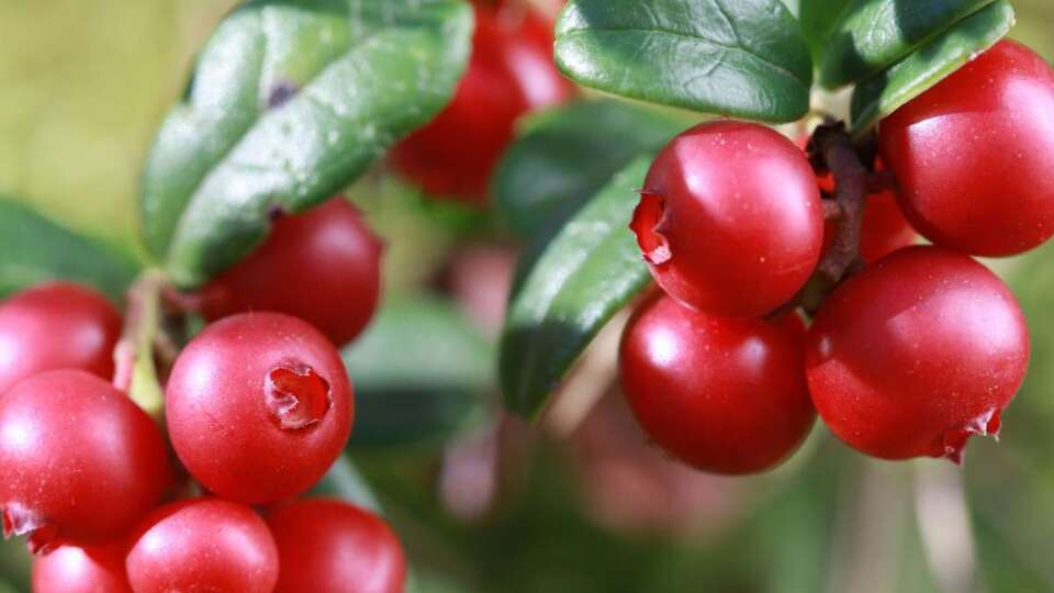 Faydaları saymakla bitmiyor