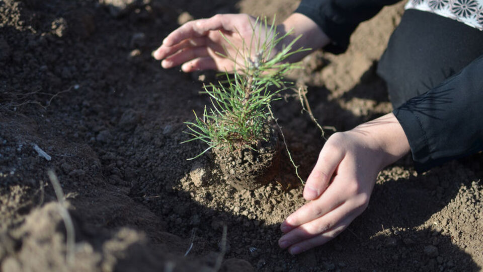 Geleceğe Nefes: 83 milyon fidan toprakla buluşacak