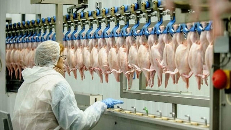 Tavuk eti üretimi eylülde azaldı