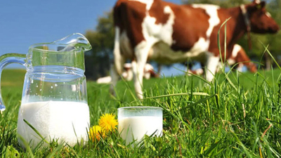 Toplanan inek sütü miktarı arttı