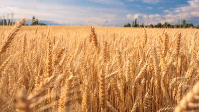 Buğday ithalatı için teklifler alındı