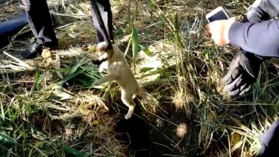 Yavru köpekler böyle kurtarıldı