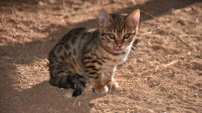 Gaziantep'te Bengal mutluluğu