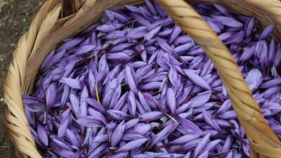 Safranbolu'nun yeni turizm rotası!