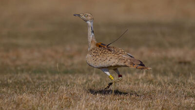 Yakalı toy kuşu Türkiye'den çıkamadan öldürüldü!