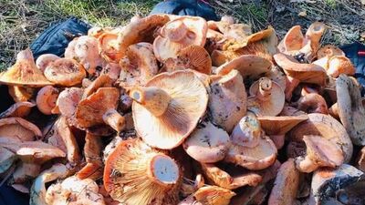 Mantar toplarken tesadüfen buldu... 3300 yıllık!