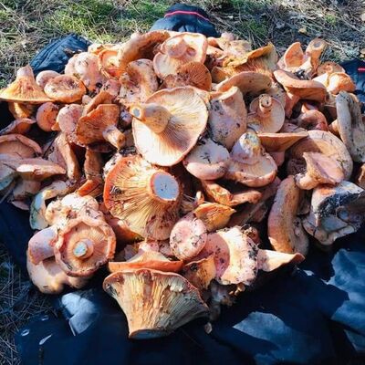 Mantar toplarken tesadüfen buldu... 3300 yıllık!