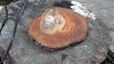 Kestiği ağaçta gördü... Şaşkına döndü!