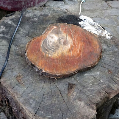 Kestiği ağaçta gördü... Şaşkına döndü!