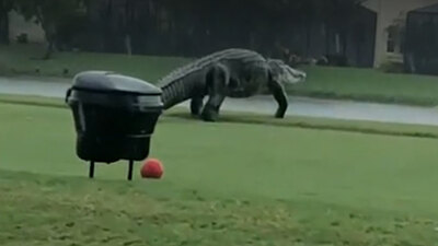 Görenler 'photoshop' sandı... Golf sahasına indi!