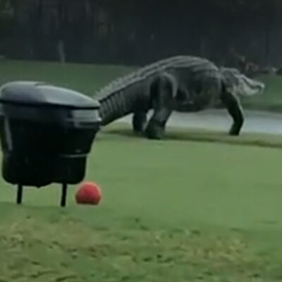 Görenler 'photoshop' sandı... Golf sahasına indi!