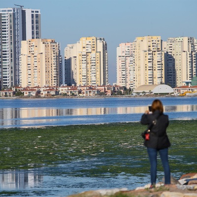 İzmir'de deniz marulu korkusu!