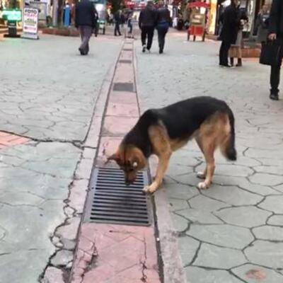 Köpeğin izlediği mazgallara yakın inceleme!