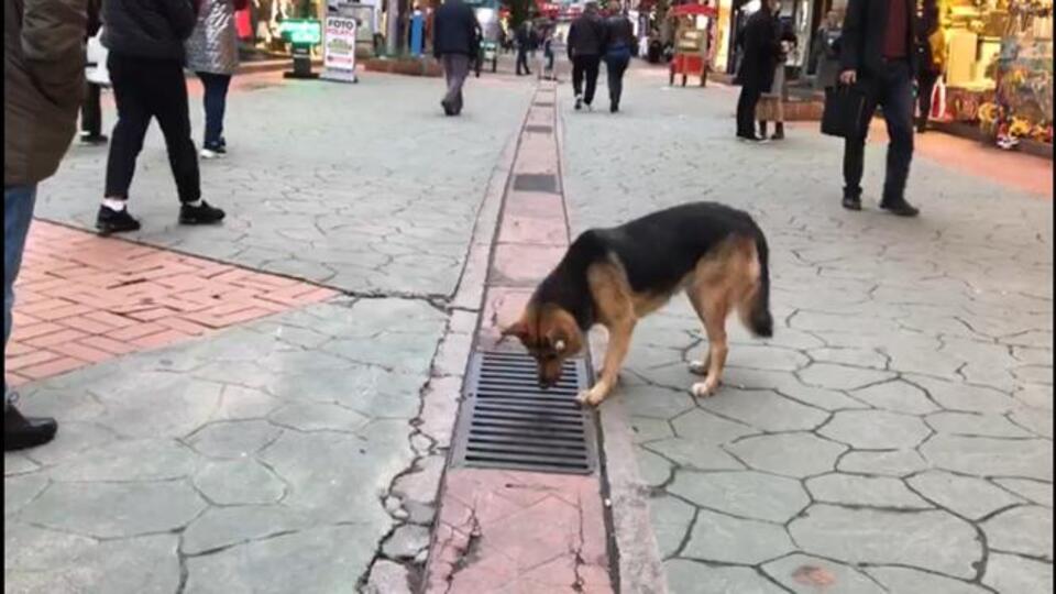 Köpeğin izlediği mazgallara yakın inceleme!