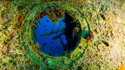 Balıklara yuva oldu!