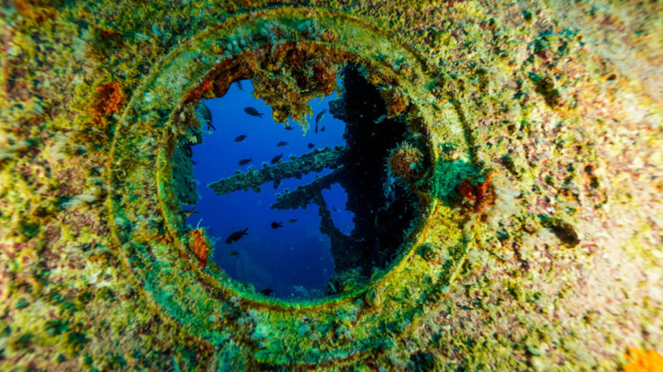 Balıklara yuva oldu!