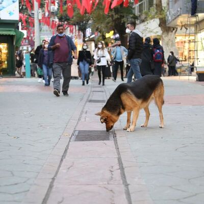 Her gün saatlerce aynı yere bakıyordu! Sırrı çözüldü
