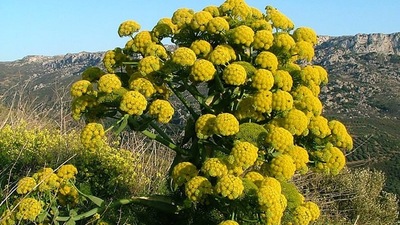 Çakşır otunun mucizevi faydaları