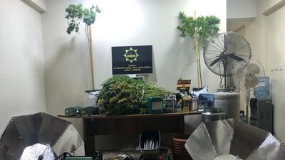 Dubleks kenevir tarlası