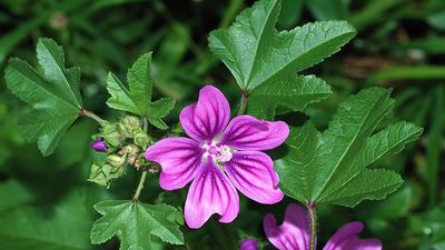 Ebegümecinin faydaları ve zararları nelerdir