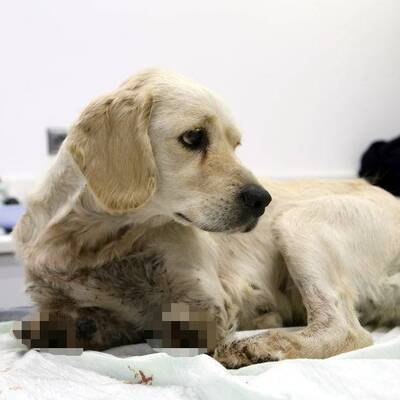 Köpeğe korkunç işkence! Bacakları kesilmiş