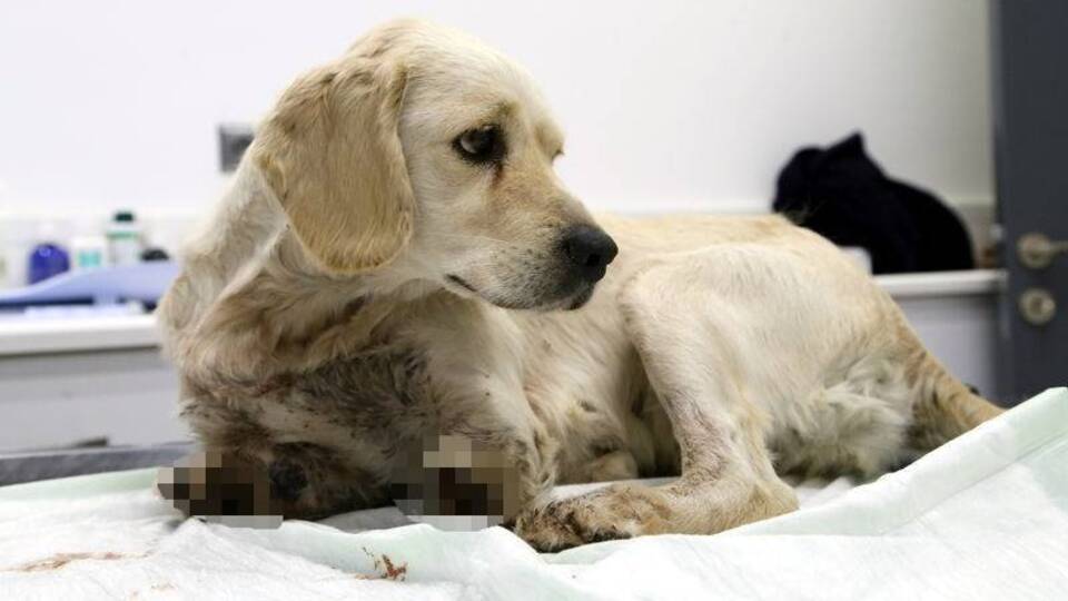 Köpeğe korkunç işkence! Bacakları kesilmiş