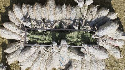 "Küçükbaşta sayı 55 milyonu aştı"