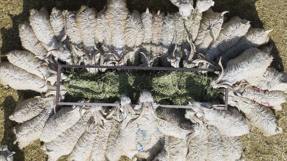 "Küçükbaşta sayı 55 milyonu aştı"