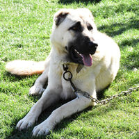 Kangal köpeği besliyorsanız kış aylarına dikkat!