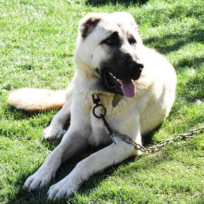 Kangal köpeği besliyorsanız kış aylarına dikkat!