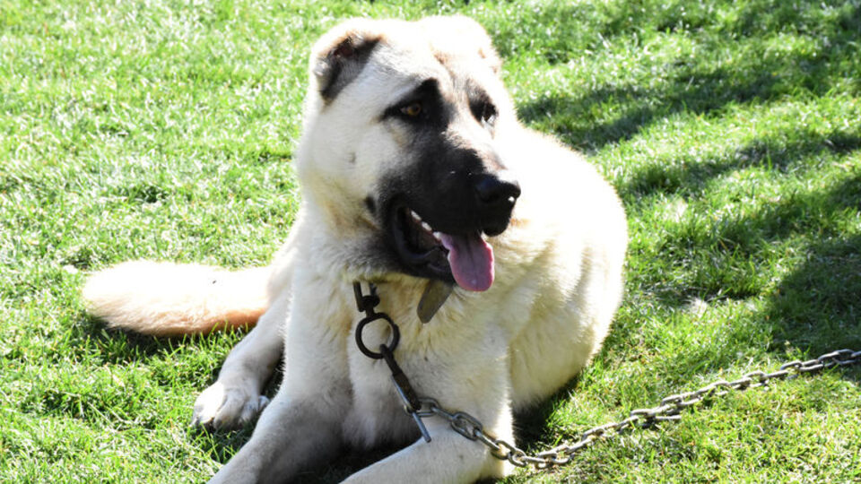 Kangal köpeği besliyorsanız kış aylarına dikkat!