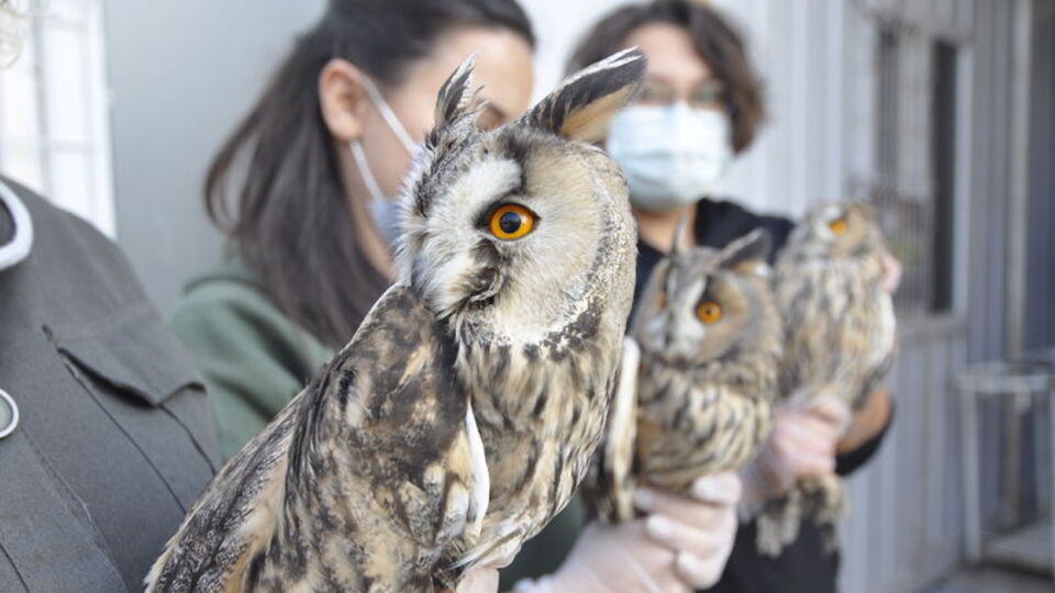 Öksüz kalan orman baykuşlarına öğrenciler sahip çıktı