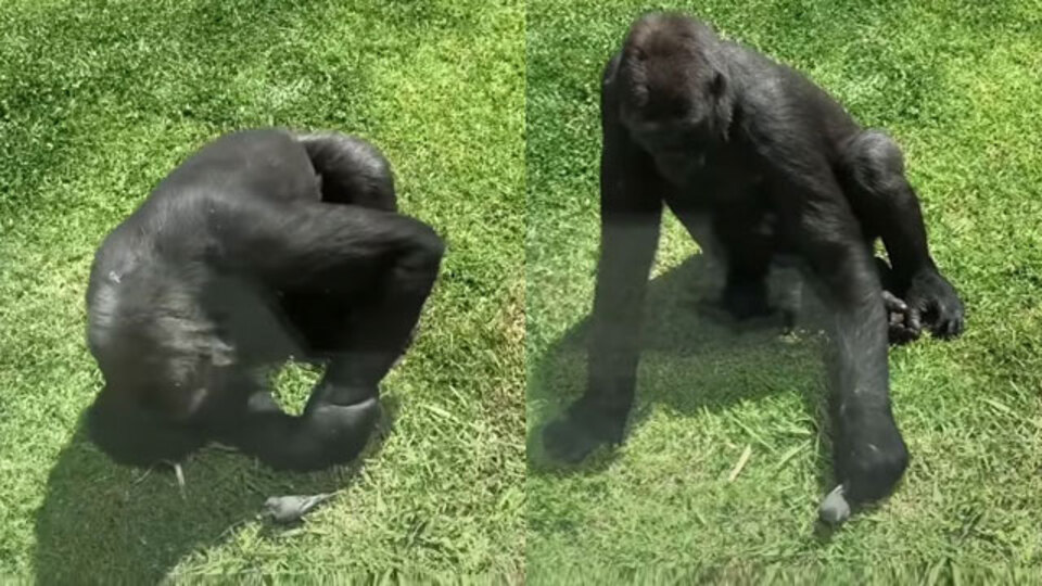 Önce yanına yaklaştı, sonra kibarca dokundu...