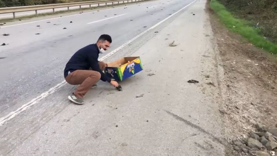 Soruşturma başlatıldı! Korkutan kuş ölümleri!