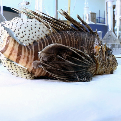 Dokunmadan önce dikkat! Acıdan kıvrandırıyor!