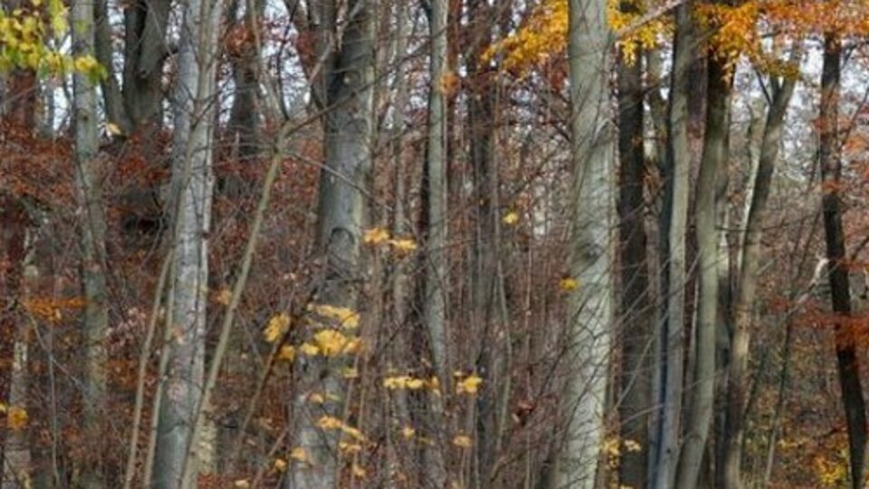 Almanya'da bir kişi yamyamlık şüphesiyle gözaltına alındı