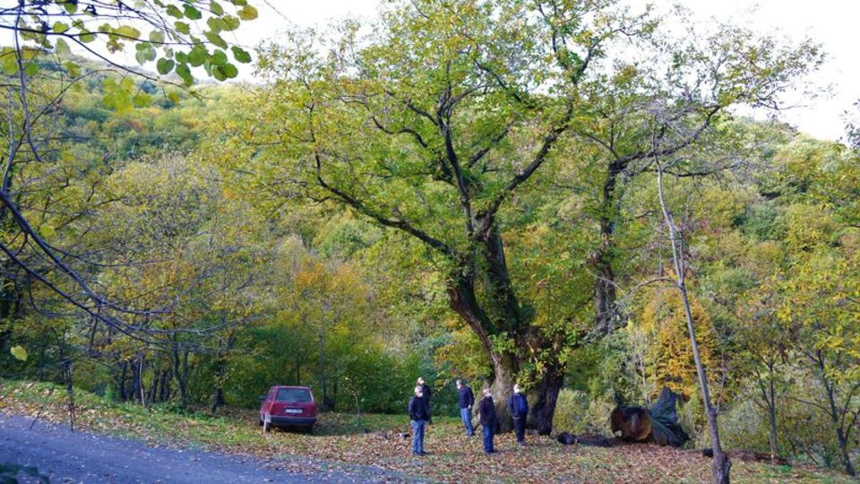 600 yıldır meyve veriyor