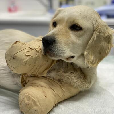 Pamuk'tan sevindiren haber!