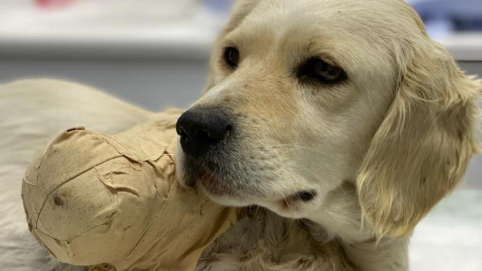 Pamuk'tan sevindiren haber!